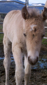 124 - unnamed filly