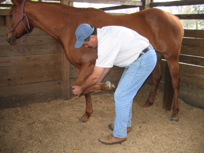 Masterson lifting the horses leg and bending at the knee.