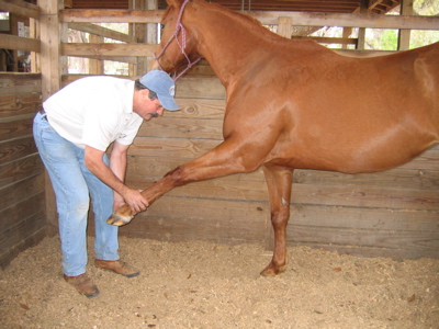 Masterson fulling extending the horse's front leg.