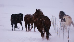 Horses instinctively warm themselves up simply by moving around. 