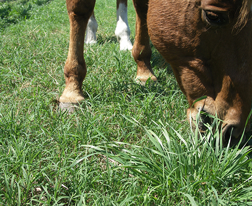 Introduce lush, green pasture gradually in order to avoid colic or founder.