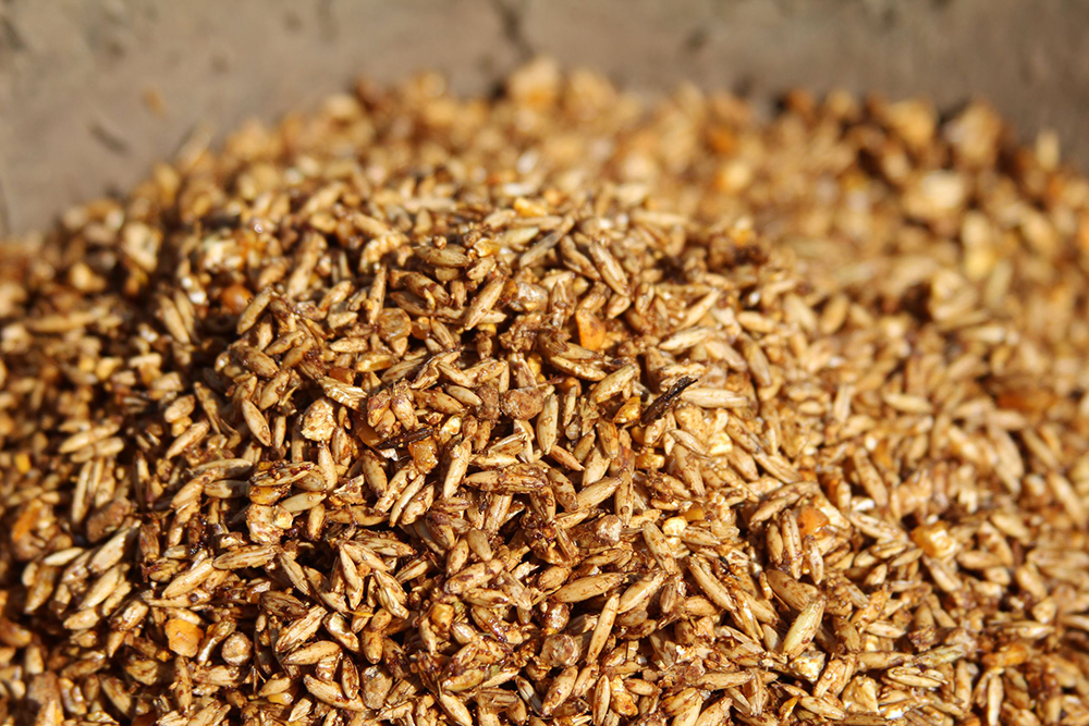 It pays to read feed labels as certain feeds have a higher Glycemic Index than others. 