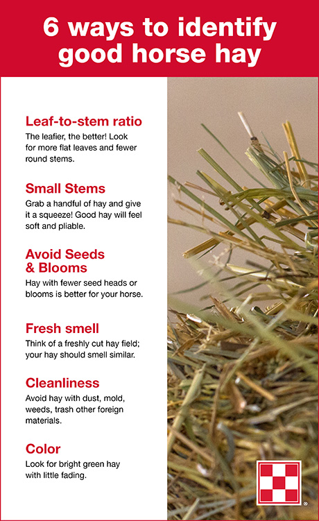 Purina Hay Quality Infographic web
