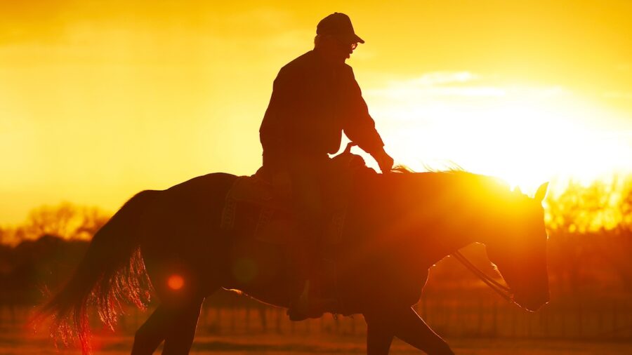 horse at sunrise
