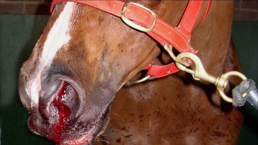 EIPH horse