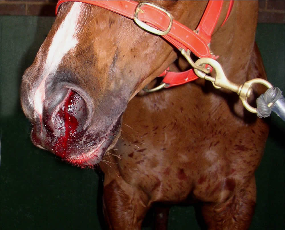 Guaranteed to Bleed? Treatment for EIPH - Barrel Horse News