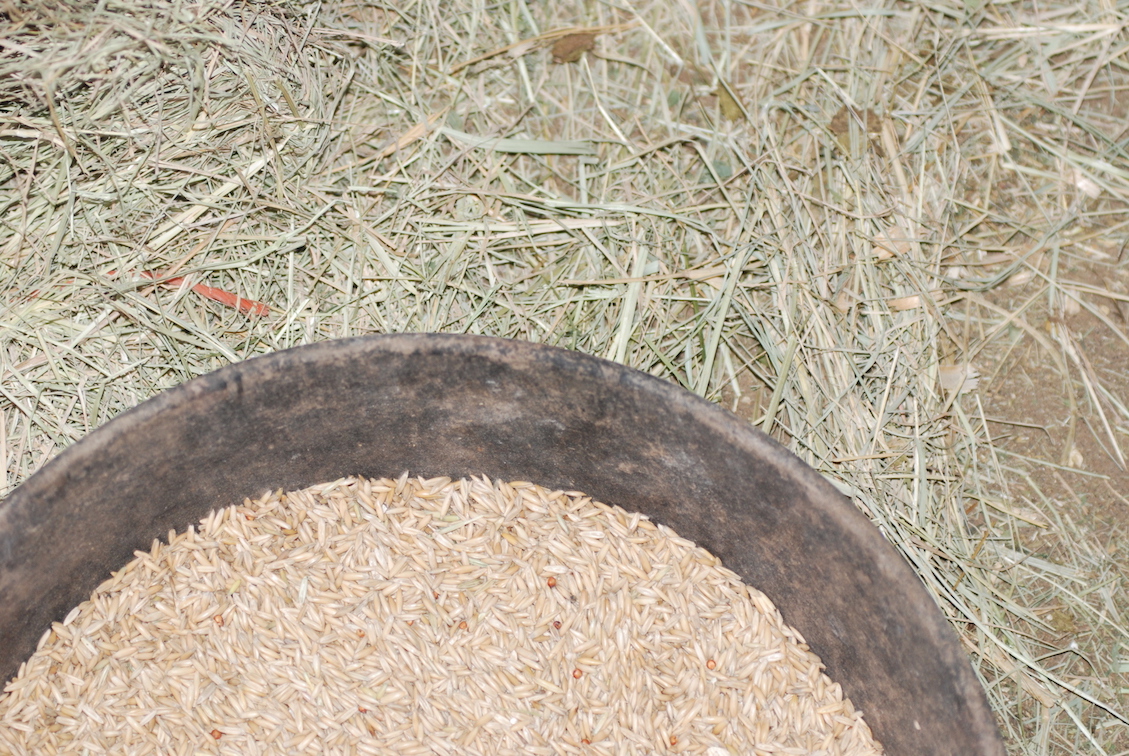 GrainandHay