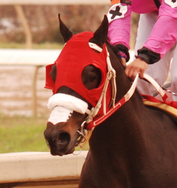 NasalStripsRacehorse