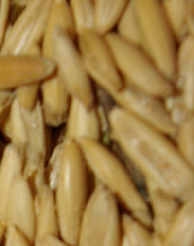 fat oats web