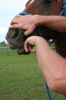 person giving a horse medicine through it's mouth
