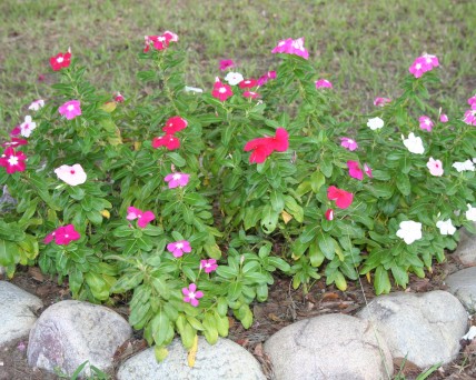 bed of periwinkles
