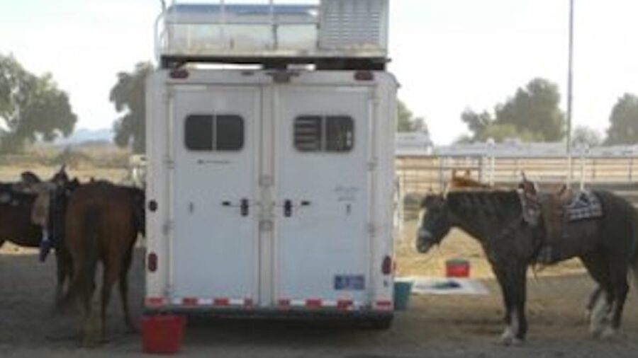 Colitis, like many conditions that affect equines, is common in humans as well. There are a number of factors that can cause Colitis.