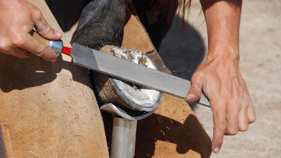 A properly trimmed hoof sets the foundation for a balanced foot.