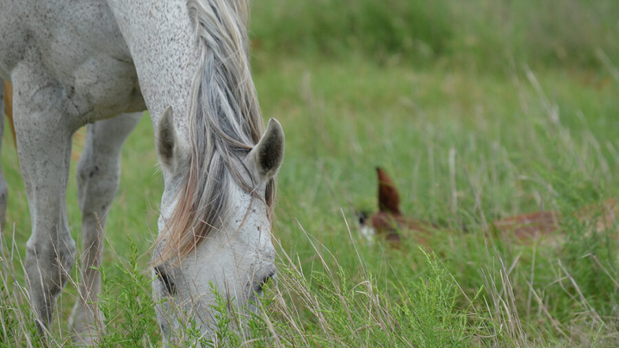 Raising horses involves a great deal of time and effort but can ultimately be a very rewarding experience.