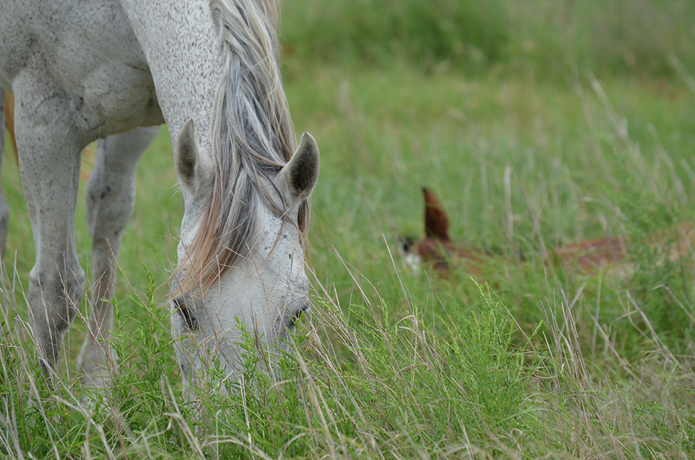 Raising horses involves a great deal of time and effort but can ultimately be a very rewarding experience.
