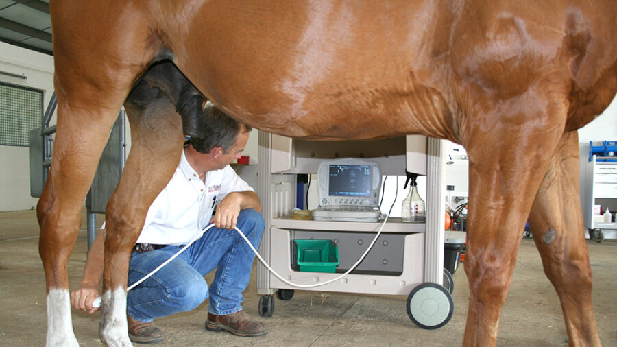 After the physical exam is completed and the location of the lameness has been by careful observation and palpation of the affected limb, an ultrasound exam can help pinpoint the cause of the lameness.