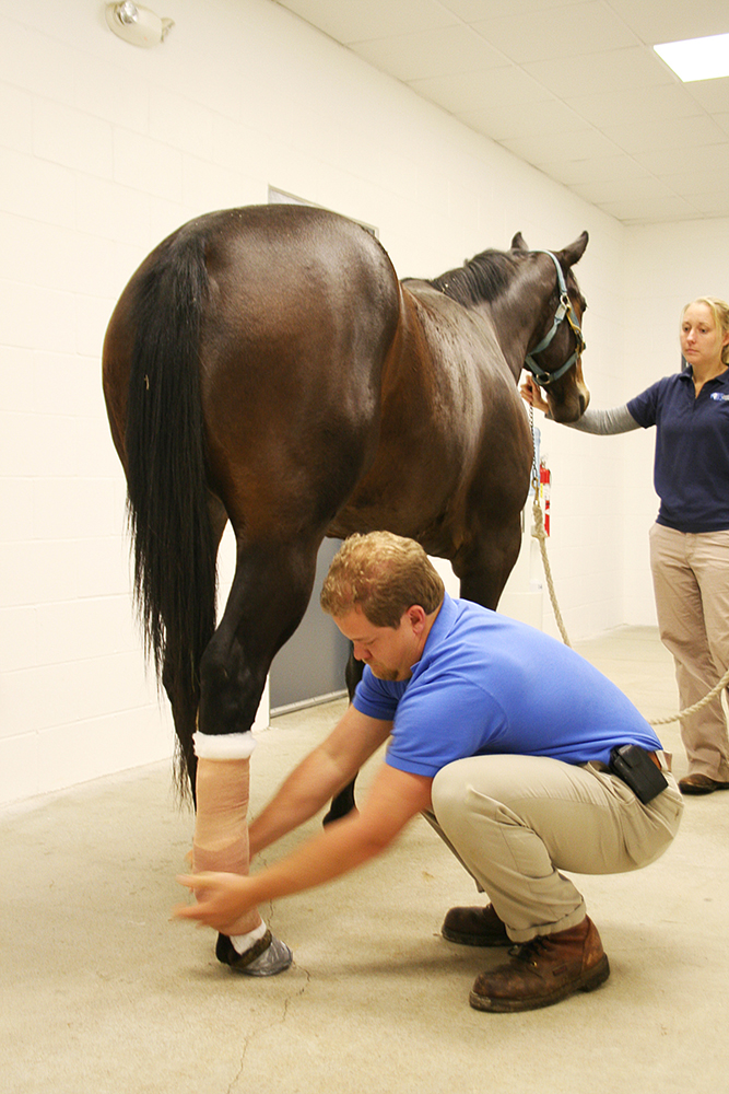 Proper leg wrapping can aid in the removal of excess fluid around the tendon and ligaments. Removing all the excess fluid in the area of the lesion allows for a more accurate diagnosis and prognosis. Improper wrapping can be another cause of tendon damage.