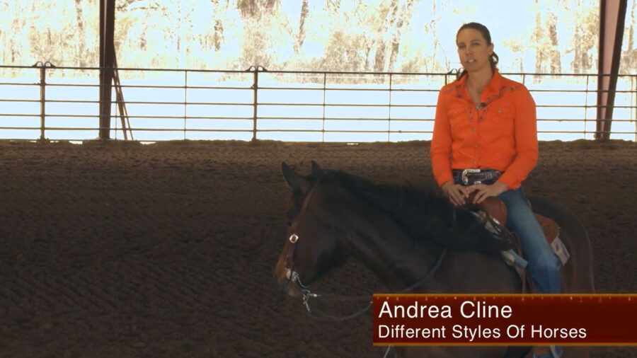 Different Styles of Horses