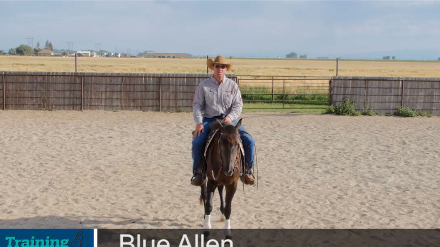Blue-Allen-Flexions
