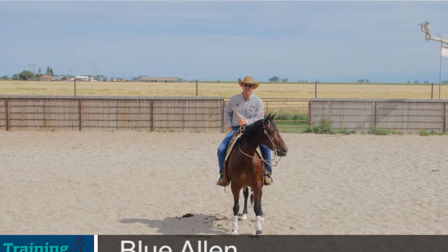Blue-Allen-Great-Horses