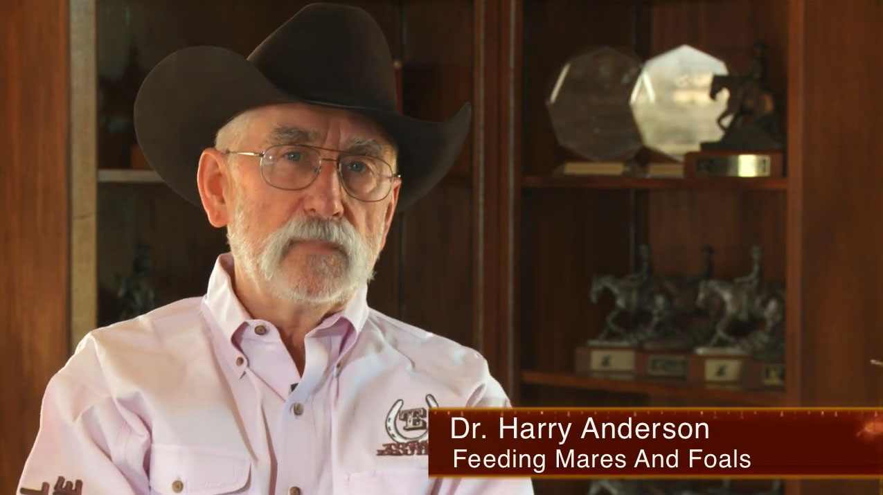 Dr. Anderson Feeding Mares and Foals