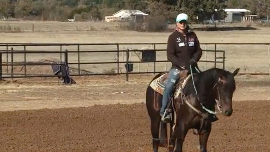stallions