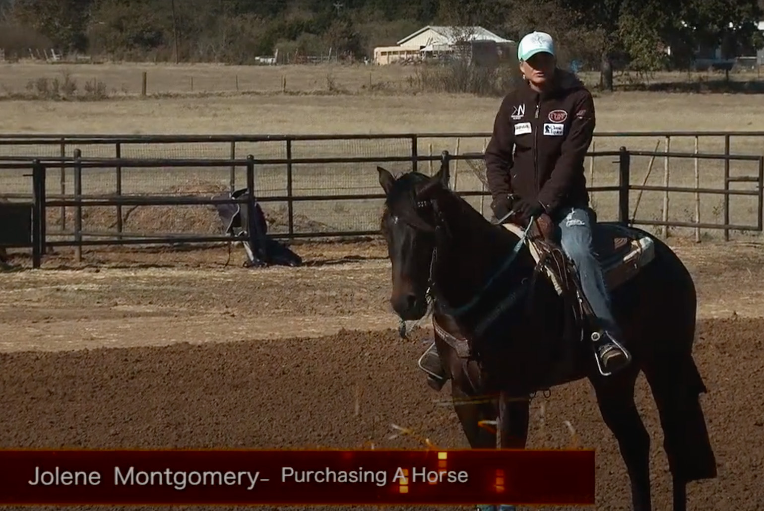 Purchasing a Horse