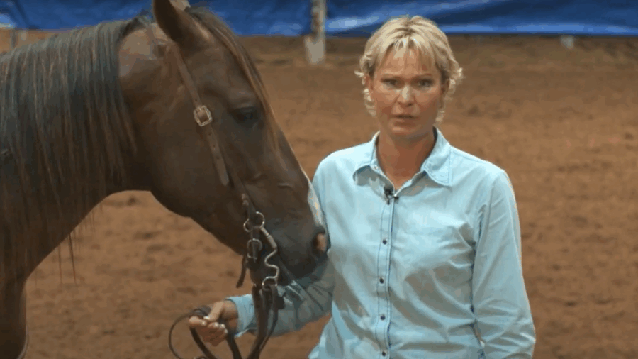 Buying a Finished Horse
