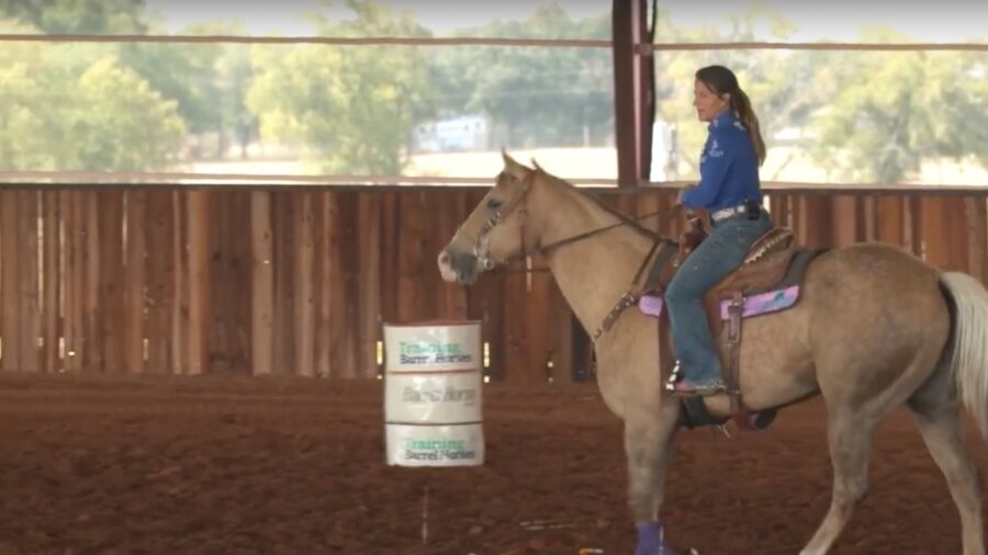 Looking for Horses