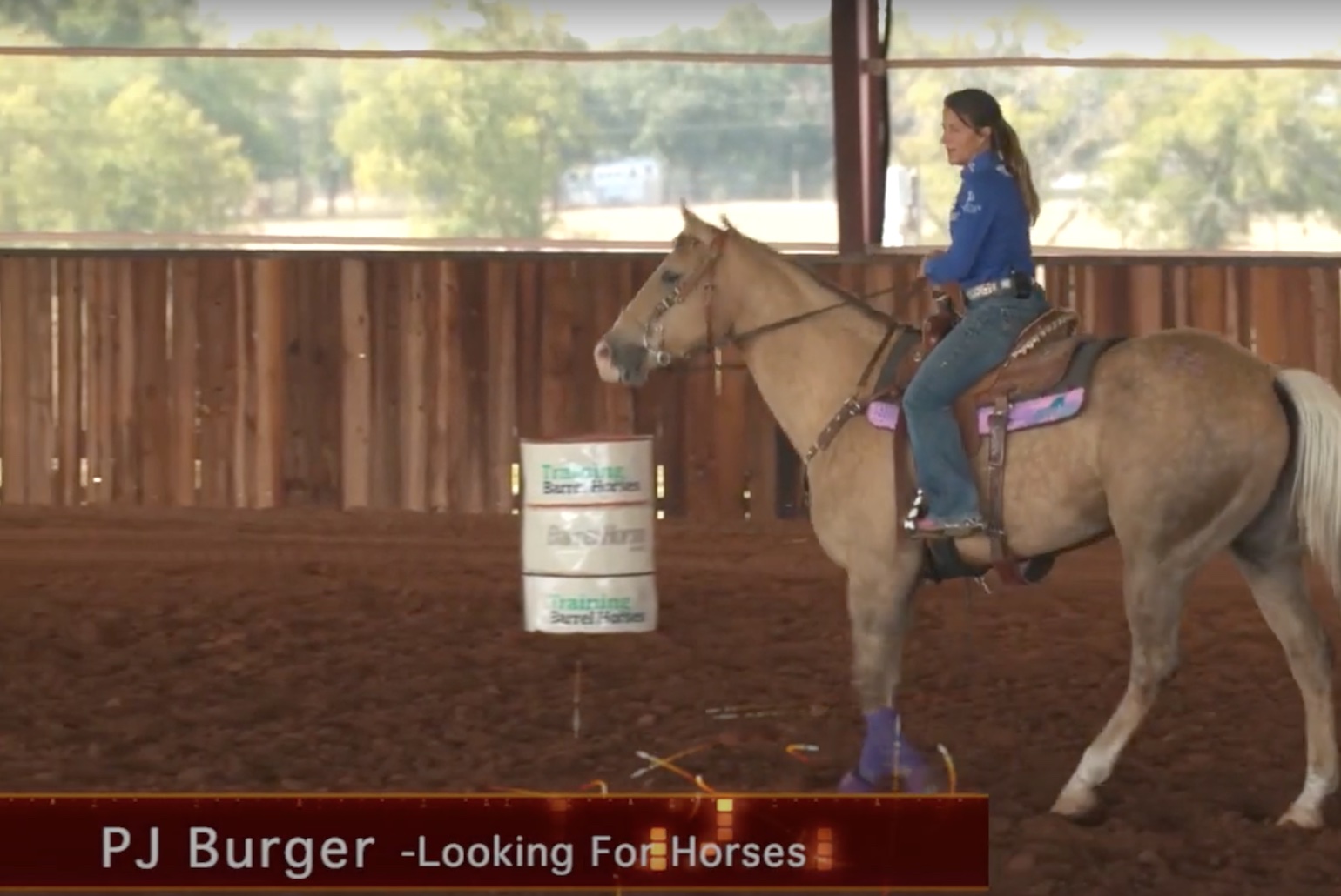 Looking for Horses