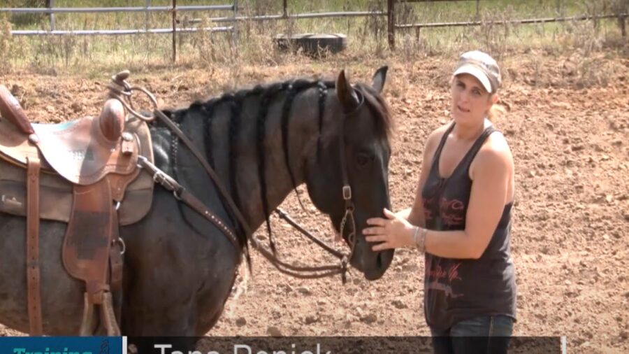 Stretching your Horse
