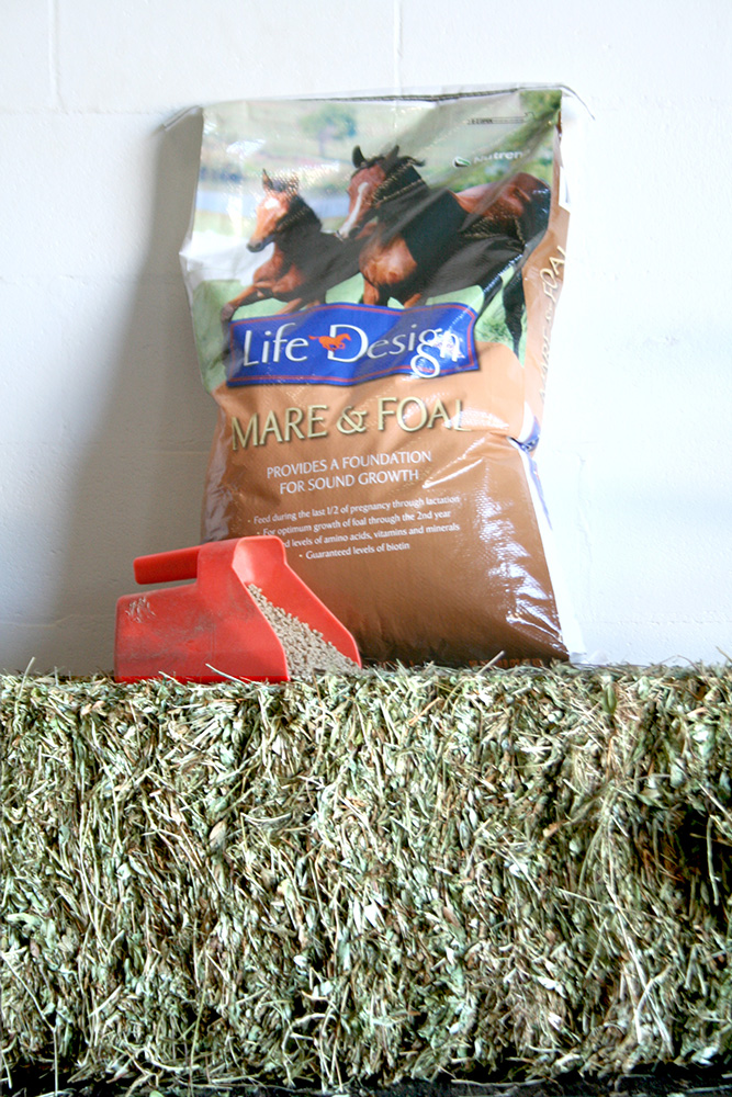 Raising a healthy foal starts at conception and continues past weaning. It demands careful attention to many details beginning as a newborn.