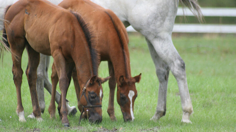 Raising a healthy foal starts at conception and continues past weaning. It demands careful attention to many details beginning as a newborn.