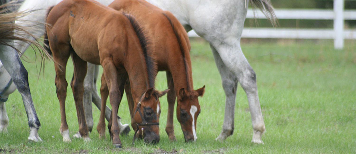 Raising a healthy foal starts at conception and continues past weaning. It demands careful attention to many details beginning as a newborn.