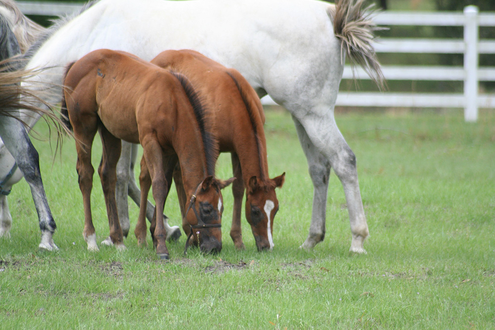 Raising a healthy foal starts at conception and continues past weaning. It demands careful attention to many details beginning as a newborn.