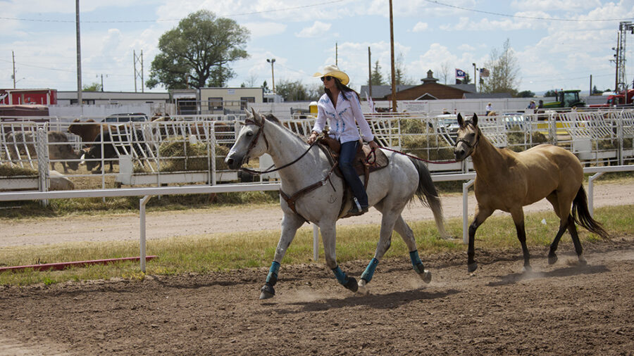 horses jogging at rodeo