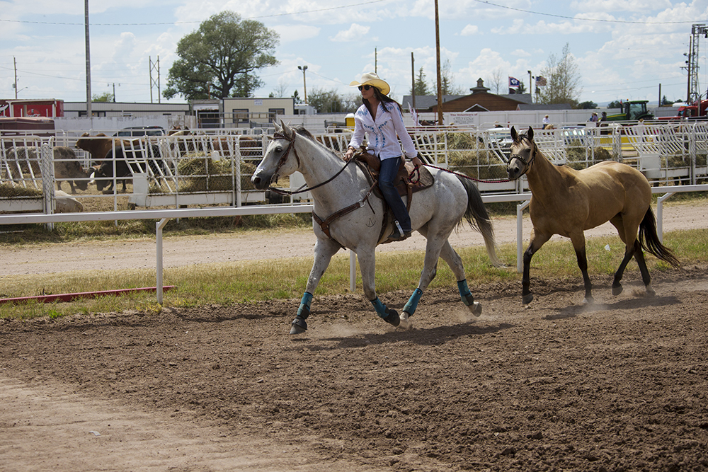 horses jogging at rodeo