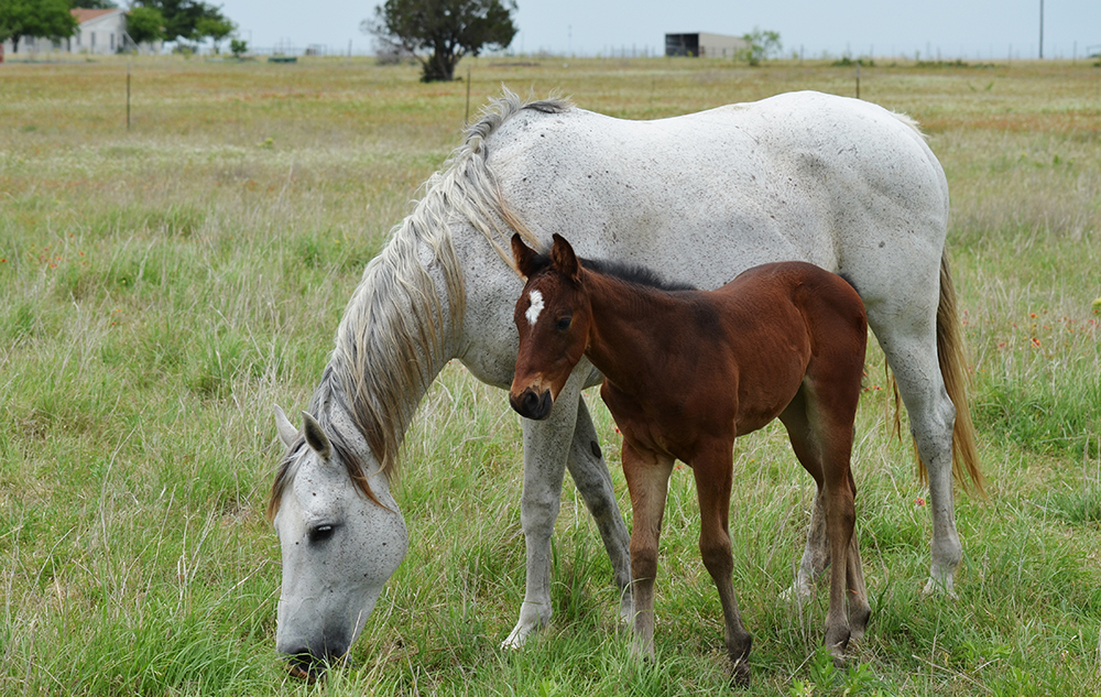 Mare and foal