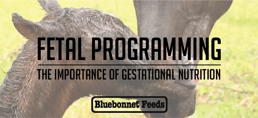 Fetal Programming graphics 1000x410