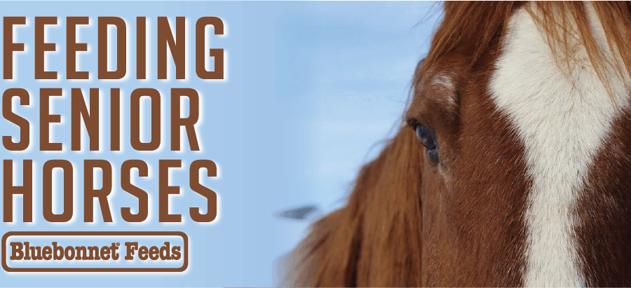 Senior Horses BluebonnetBlog 01