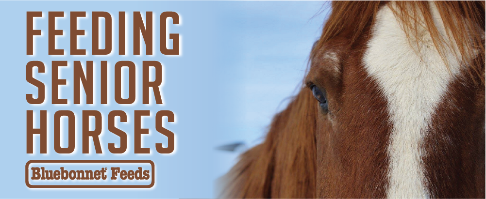 Senior Horses BluebonnetBlog 01