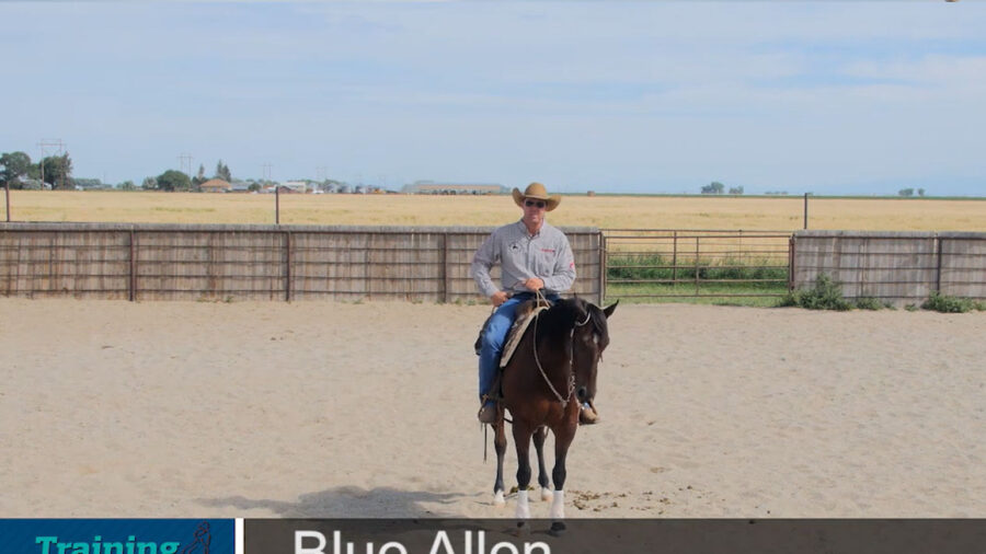 Blue-Allen-Speeding-up-your-horses-feet