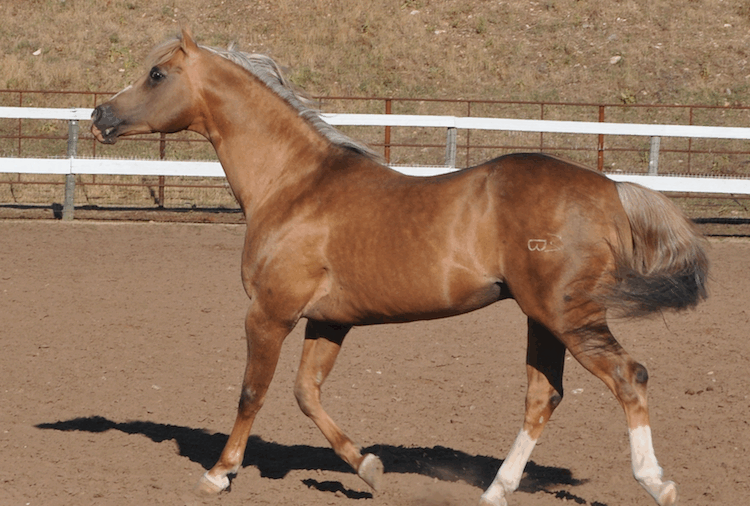 Frenchmans Guy trotting