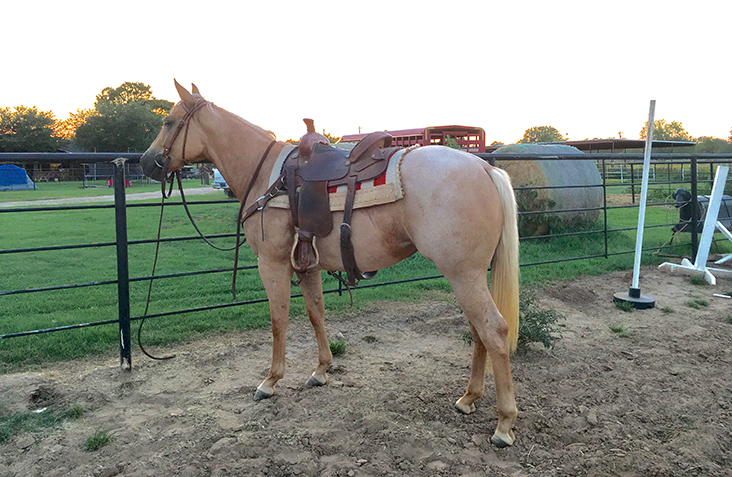 Kitty saddled day1