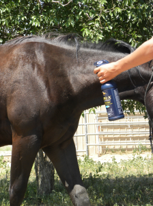 person spraying horse with fly spray
