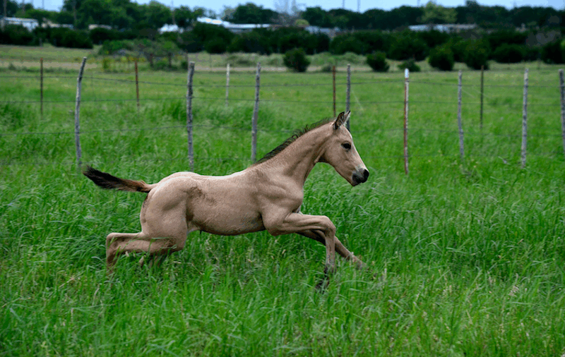 foal running through grass