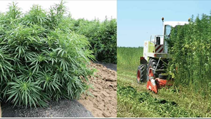 Hemp plants in field