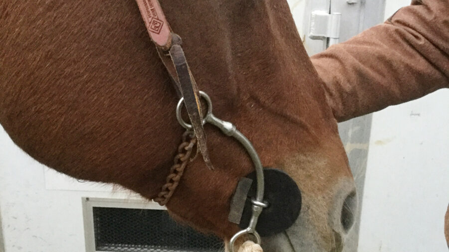 JD Morrow bit on horse