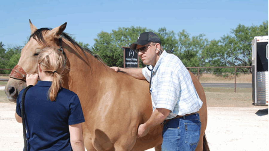 Dr. Charlie Buchanan examining horse