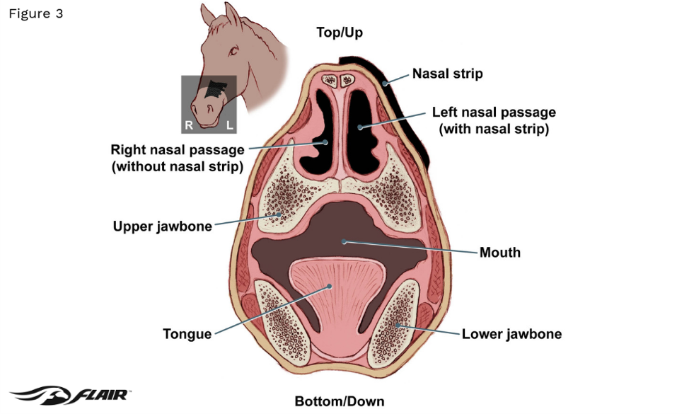 equine nasal strips versus anatomy diagram